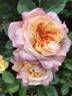 Schöne Westerwälderin rose photo