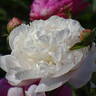 Nick Shaylor peony photo