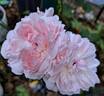 Eglantyne Jebb rose photo