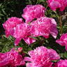 Bouquet Perfect peony photo