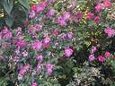 Schoener's Nutkana rose photo