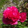 Angelo Cobb Freeborn peony photo