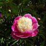 Beautiful Senorita peony photo