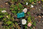 Ju Nang rose photo