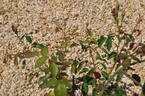 Bengale Rouge rose photo