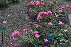 Marjory Palmer rose photo