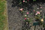 Mini Magic rose photo