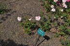Warrawee rose photo