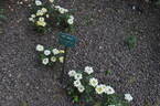 Little Nugget rose photo