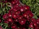 Anda rose photo