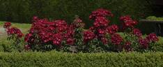 Anda rose photo