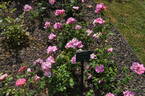 Mary Guthrie rose photo