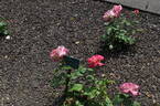 Sunlit rose photo