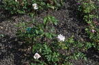 Prairie Star rose photo