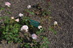 Hawkeye Belle rose photo