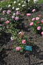 Malaguena rose photo