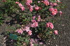 Sevilliana rose photo