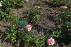 Tournament of Roses rose photo