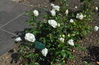 Crystalline ™ rose photo
