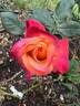 Franziska rose photo