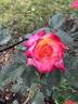Franziska rose photo