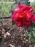 Franziska rose photo