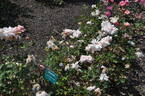 Serendipity rose photo