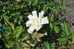 Folksinger rose photo