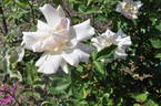 Folksinger rose photo