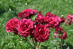 Pironti Tornedos rose photo