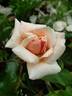 Madame Léopold Marchesseau rose photo