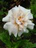 Madame Léopold Marchesseau rose photo