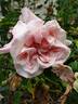 Madame Sadi Carnot rose photo