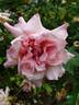 Madame Sadi Carnot rose photo