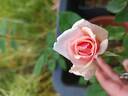 Jeanne Excoffier rose photo