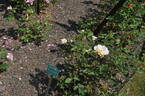 Pearlie Mae rose photo