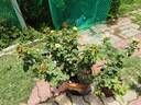 Pompon Veranda ® rose photo