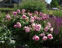 Maid Marion rose photo