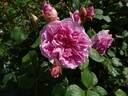 Maid Marion rose photo