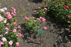 De Montarville rose photo