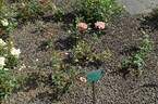 Granada rose photo