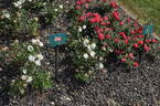 Para Ti rose photo