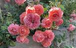 Camelot (grandiflora, Swim rose photo
