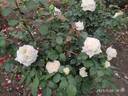 Jeanne Moreau ® rose photo