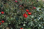Foc de Tãbãra rose photo