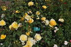 Golden Elegance rose photo