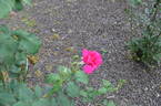 Průhonice rose photo
