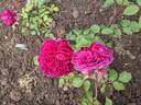 Docteur Cazeneuve rose photo