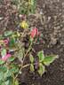 Irish Brightness rose photo