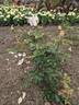 Prince de Bulgarie rose photo